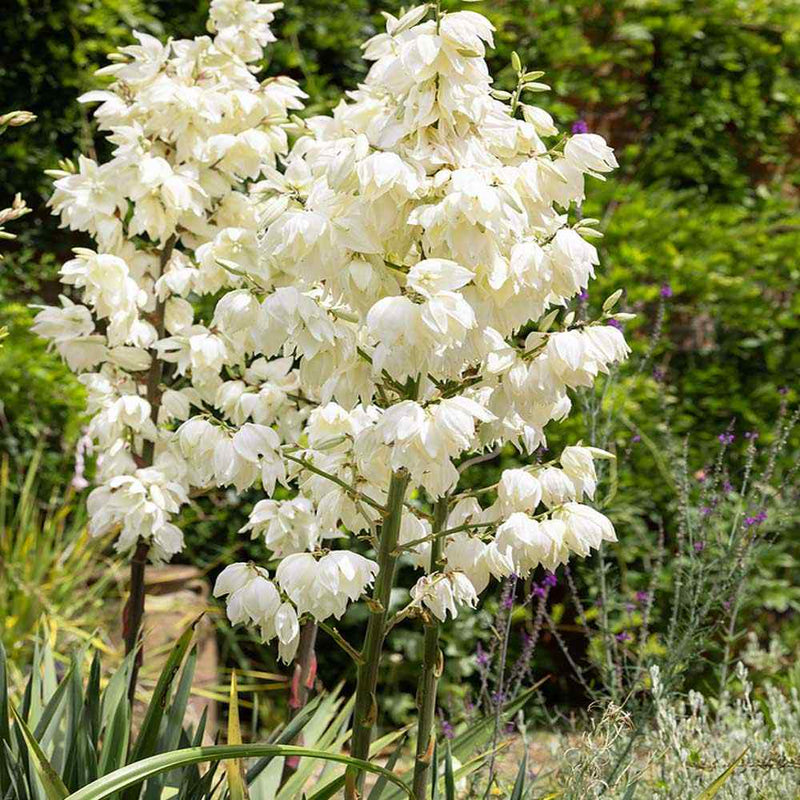 White Yucca Tree Planting Seed Perfect for Gardens