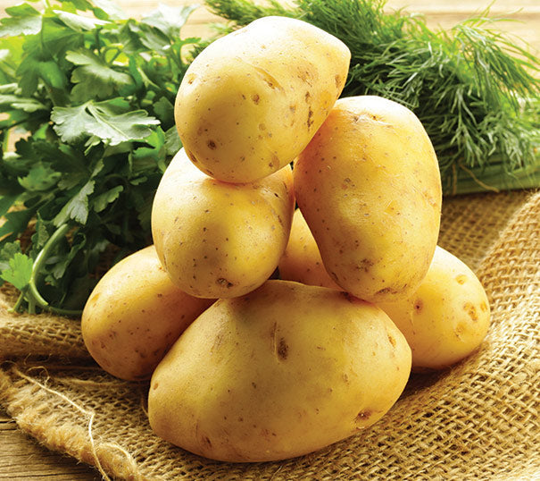 Fresh Golden Yukon Gold Potatoes