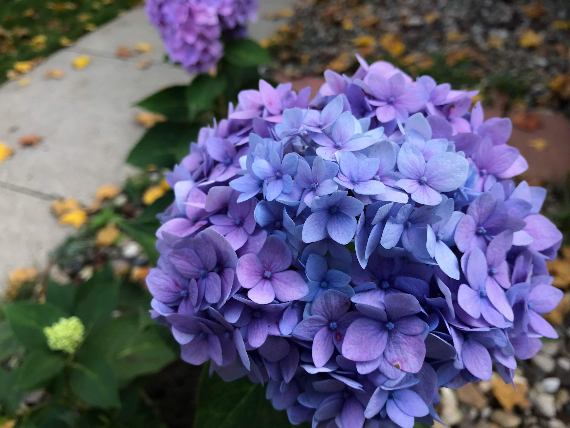 Blue Purple Hydrangea Flower seeds for Planting Long Bloom Season Heirloom & GMO Free Seeds for Home Garden 
 
 Sale