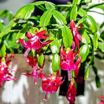 Multicolor Schlumbergera Flower seeds for Planting Versatile Use Heirloom & GMO Free Seeds For Home Garden 
 
 Sale