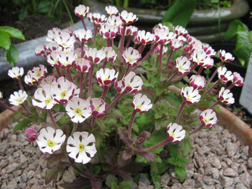 Night Blooming Zaluzianskya Phlox Flower Seeds