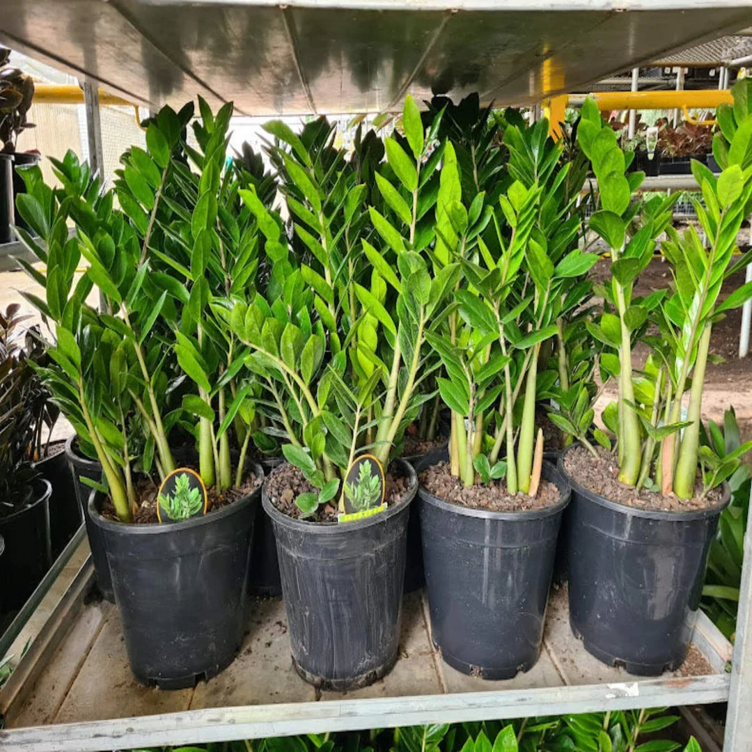Zamioculcas zamiifolia seeds for growing decorative foliage plants indoors.