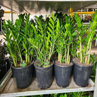 Zamioculcas zamiifolia seeds for growing decorative foliage plants indoors.