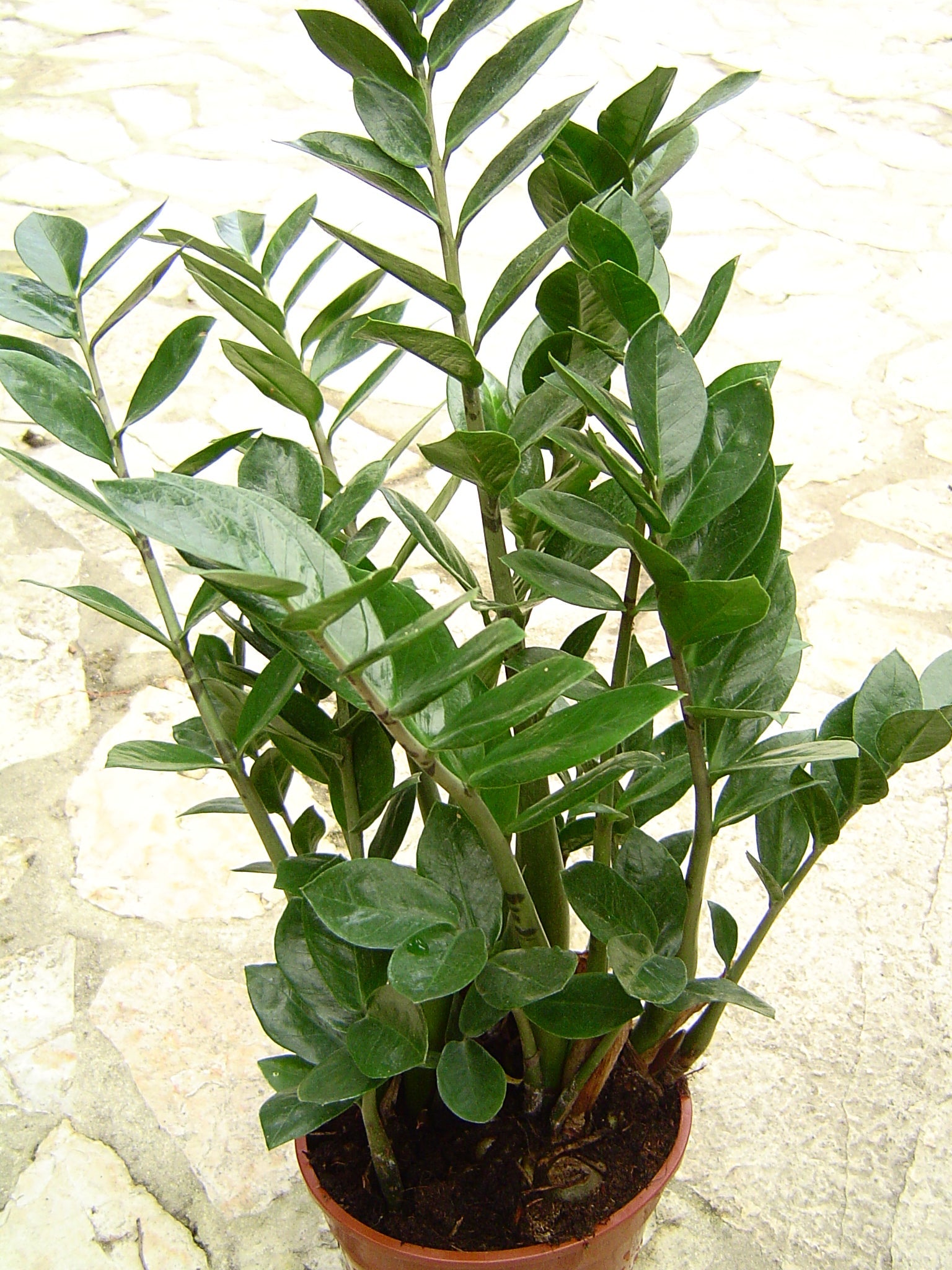 Zamioculcas zamiifolia plant seeds for indoor plant collections and home gardens.