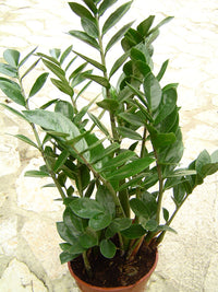 Zamioculcas zamiifolia plant seeds for indoor plant collections and home gardens.