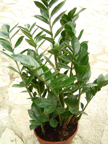 Zamioculcas zamiifolia plant seeds for indoor plant collections and home gardens.