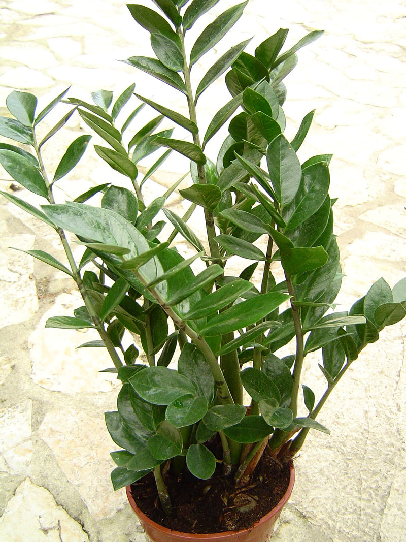 Zamioculcas zamiifolia plant seeds for indoor plant collections and home gardens.