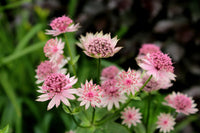 Astrantia Major Flower seeds for Planting - Compact Growth, Heirloom & GMO Free Seeds for Home Garden