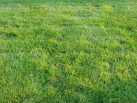 Zenith Zoysia grass seeds for creating lush green home lawns