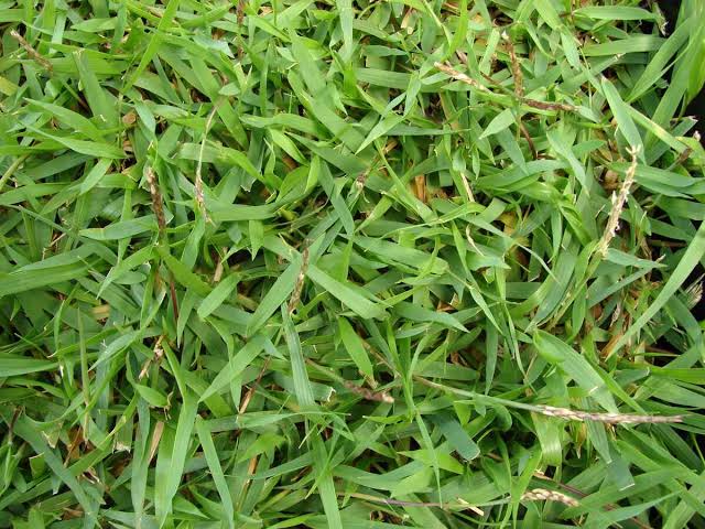 Warm season Zenith Zoysia lawn grass growing in a landscaped garden