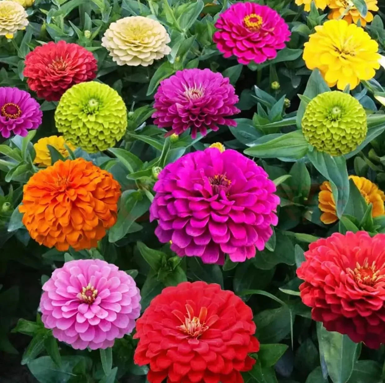 Large Zinnia elegans flowers growing in a vibrant garden border.