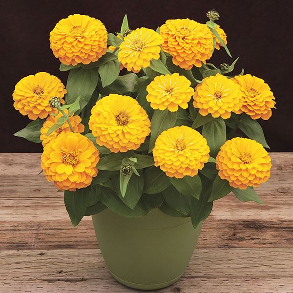 Yellow Zinnia Elegans Flower seeds for Planting - Premium Quality, Heirloom & GMO Free Seeds for Home Garden