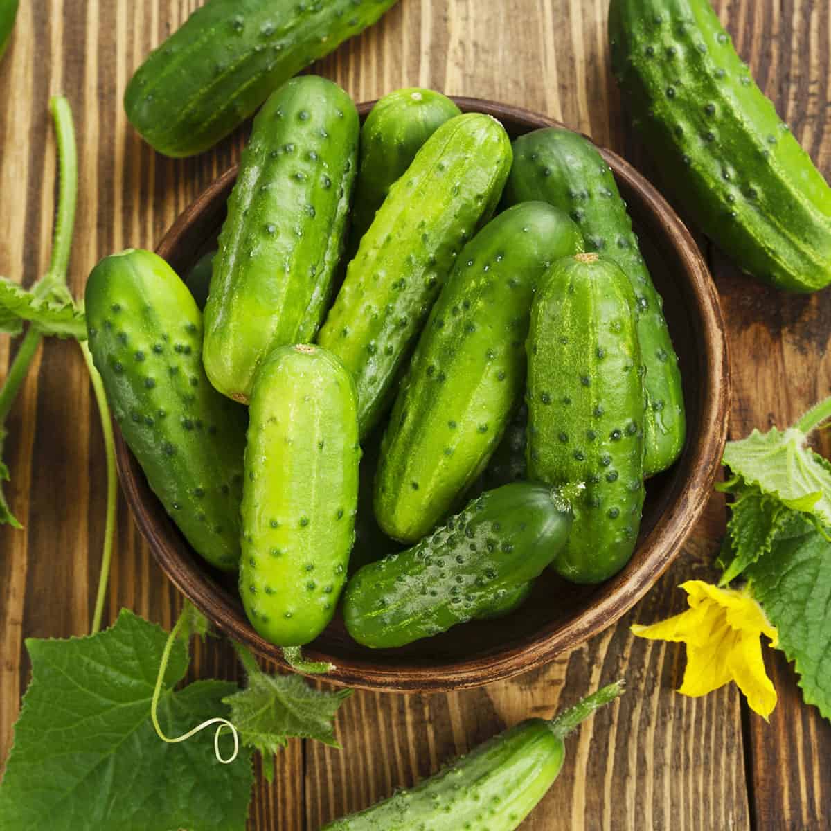 Zozula F1 cucumber plants growing in a healthy home garden.