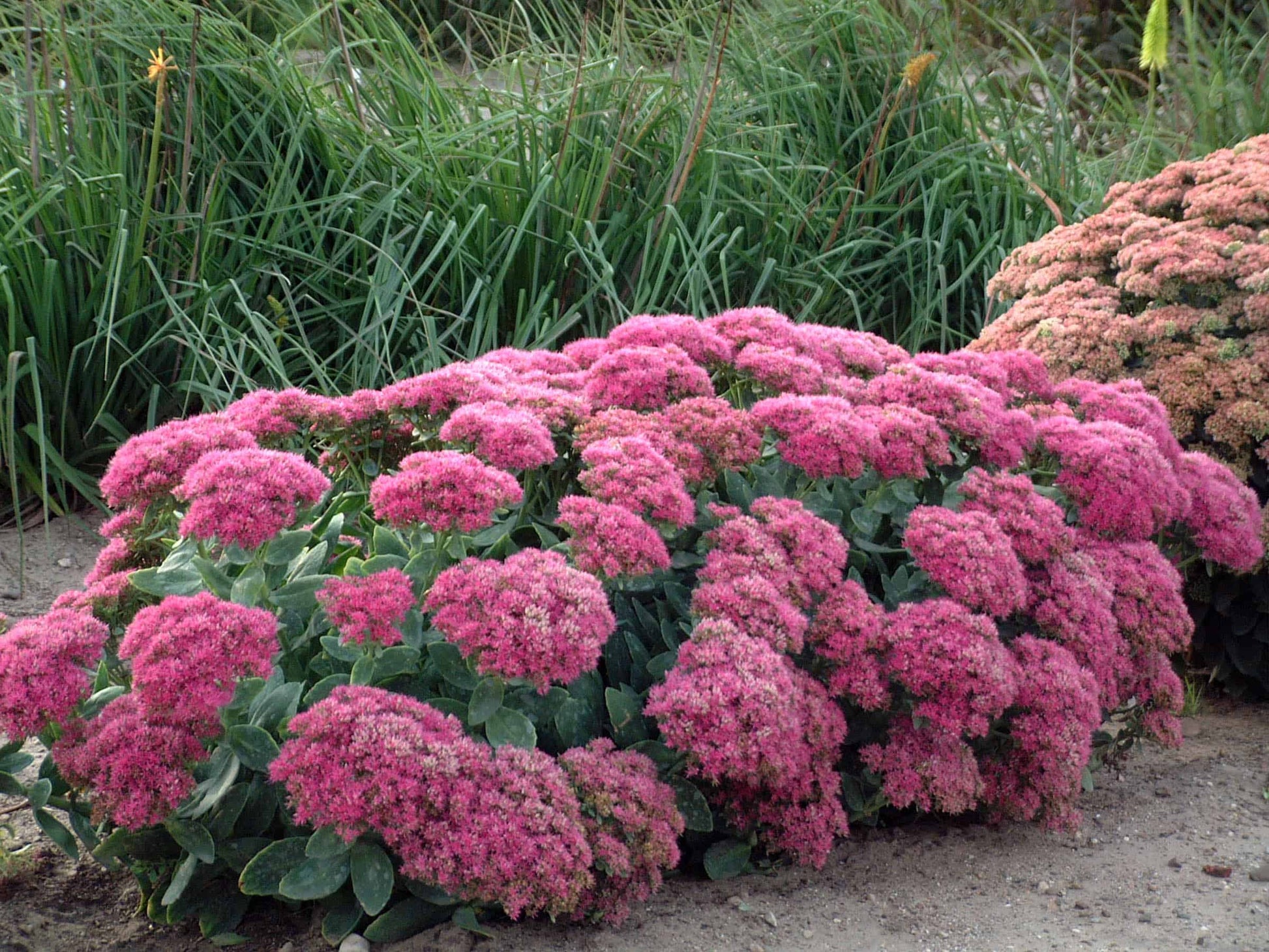 Sedum Ground Cover Flower seeds for Planting Fragrant Blossoms Heirloom & GMO Free Seeds for Home Garden