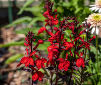Bright red Cardinal Flower growing in an outdoor flower bed.