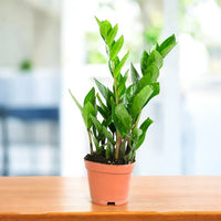 ZZ Plant ornamental seeds suitable for containers and shaded outdoor spaces.